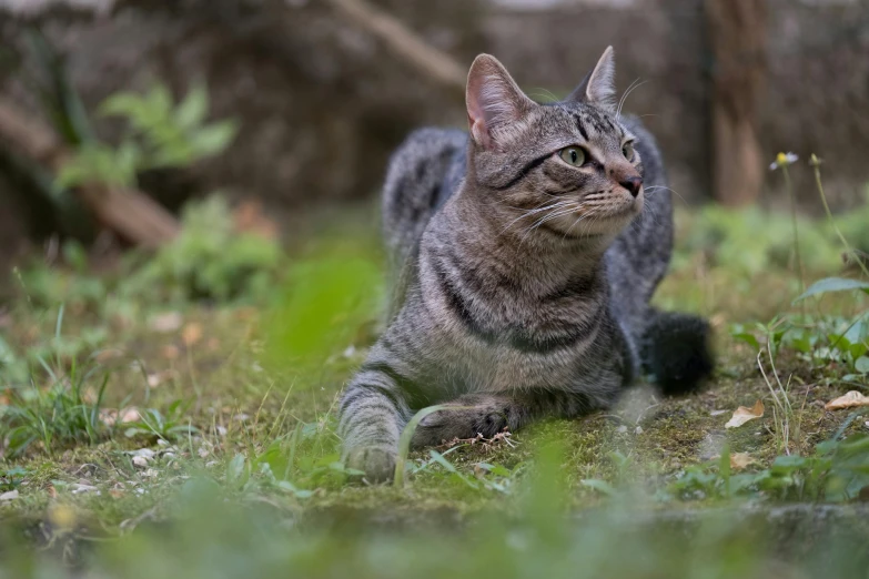 a cat laying in the grass staring up