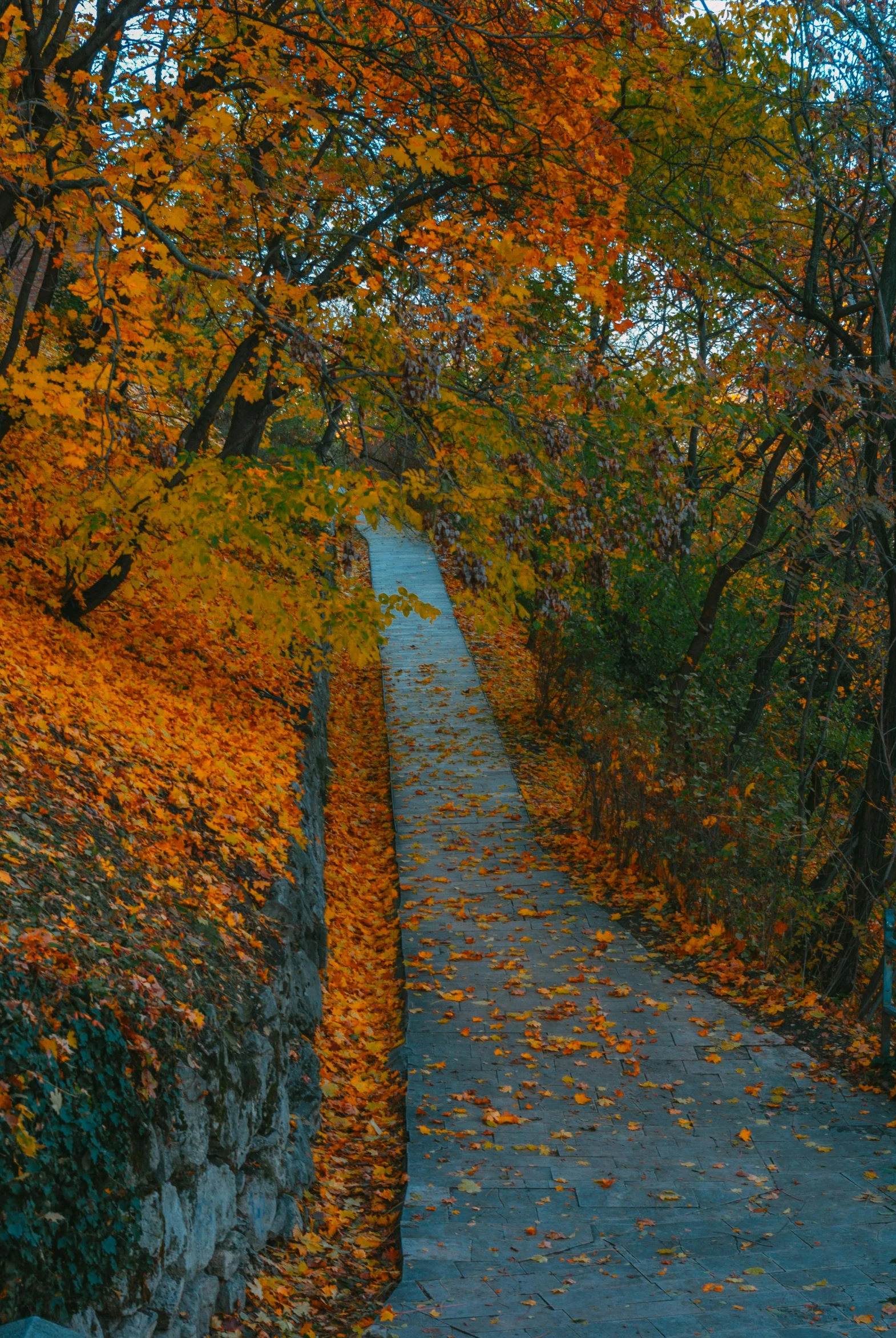 path through an area with several leaves and trees surrounding it