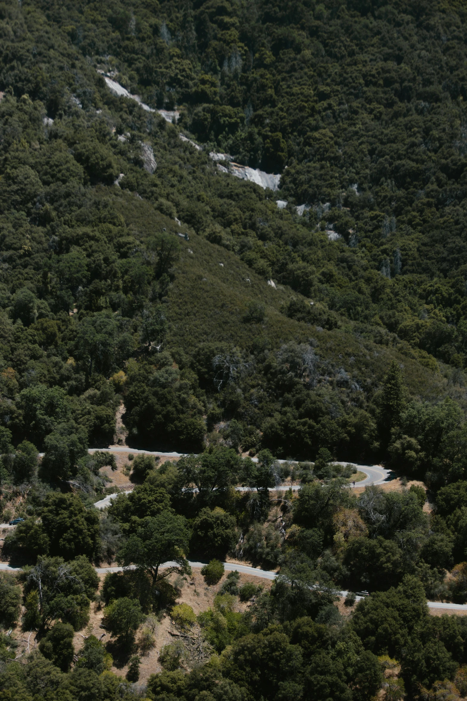 this winding mountain road cuts through the woods and a curve in the side