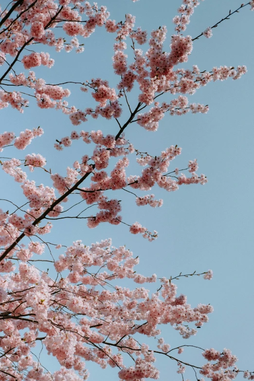 flowering cherry tree nches on the blue sky background