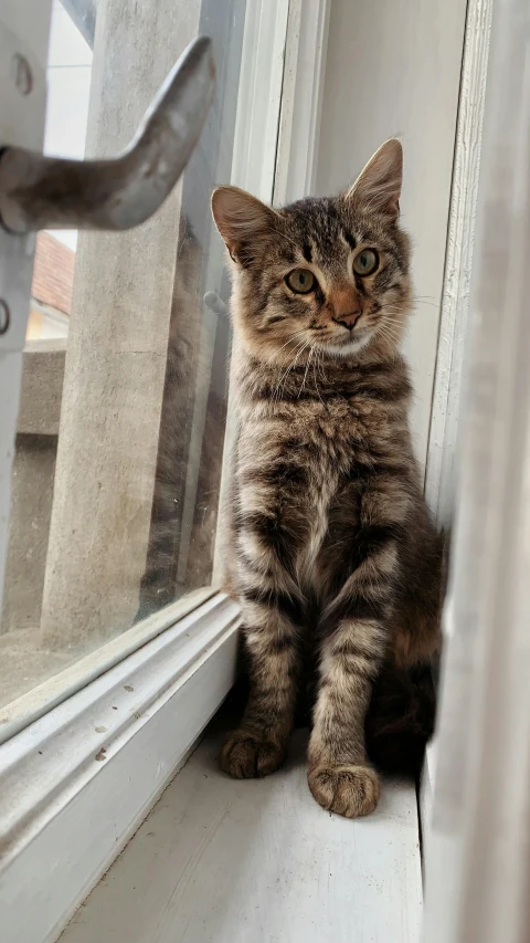 a cat sitting in a window with its front paws on the glass