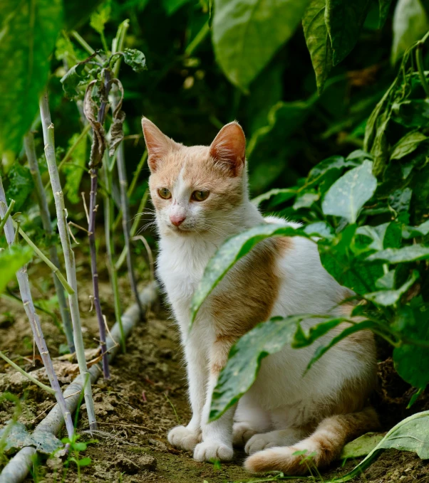 a cat is sitting in the leaves of trees