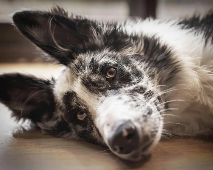 a black and white dog is laying on a wooden floor