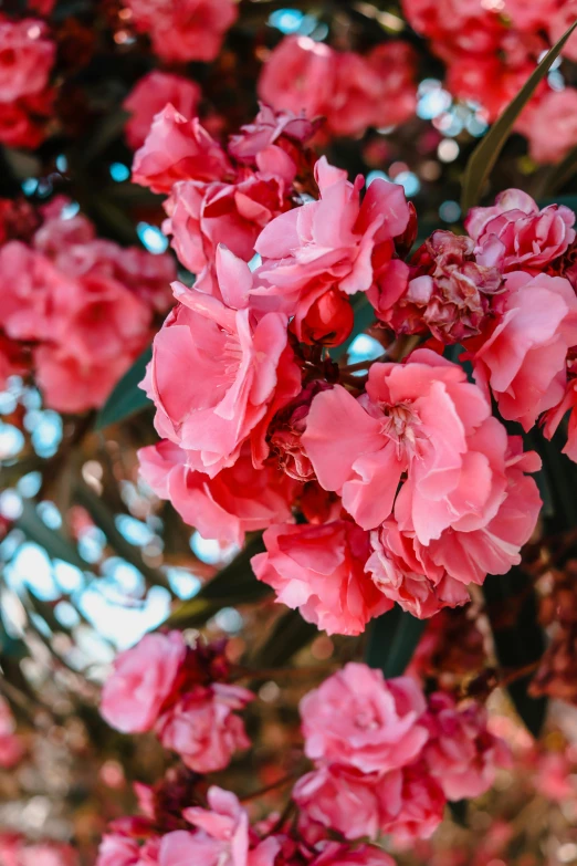 pink flowers in a pot outdoors on the ground