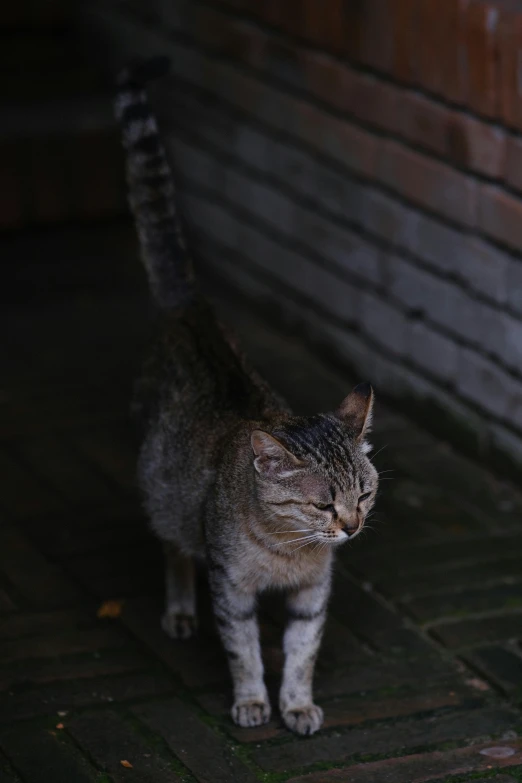 a cat looking to its right outside at night