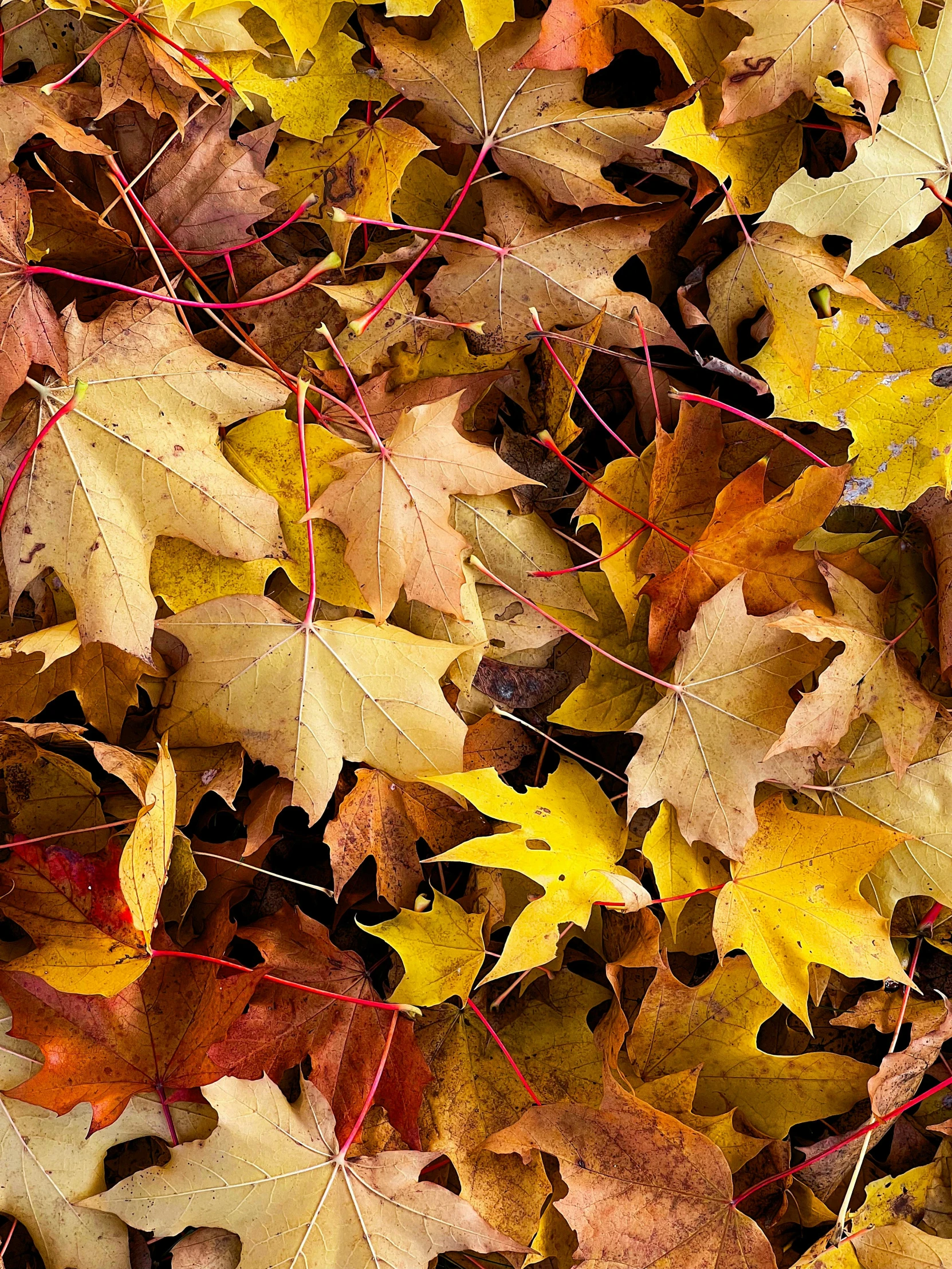 many autumn leaves with oranges and browns on the ground