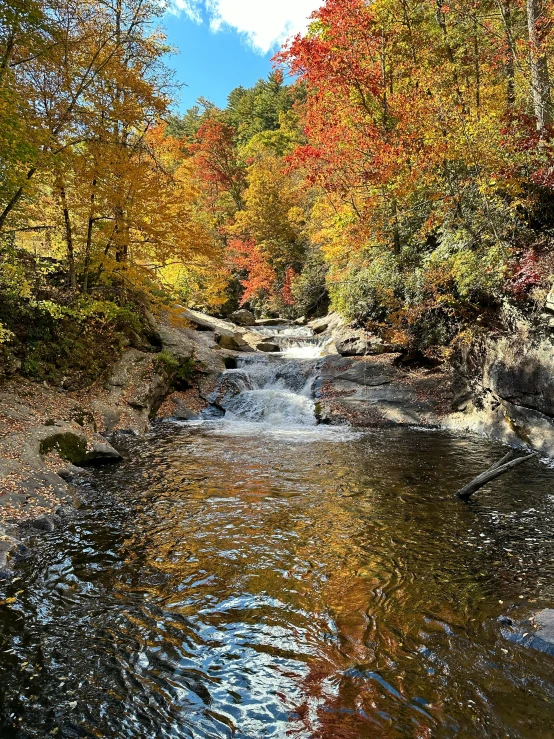 an orange and yellow autumn tree line along a river