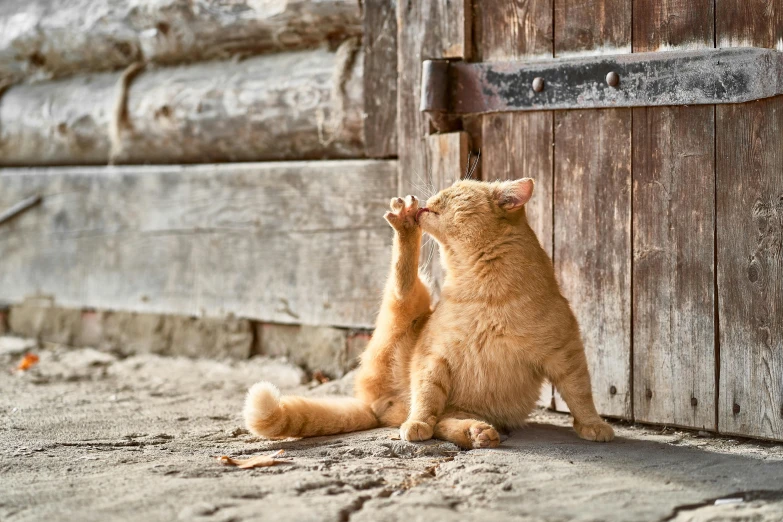 the young cat is sitting on its front legs