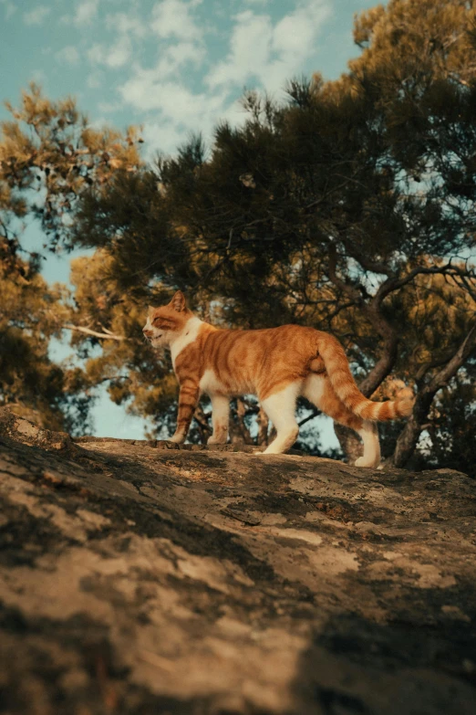 a cat is walking across the dirt with trees in the background