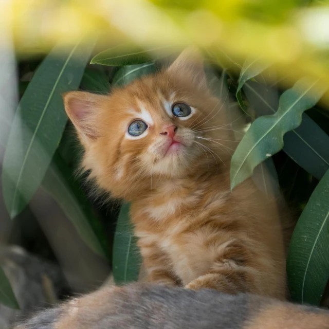 small kitten looking through the leaves of a green plant