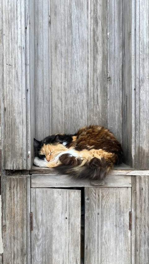 a cat sitting on a ledge next to a wooden wall