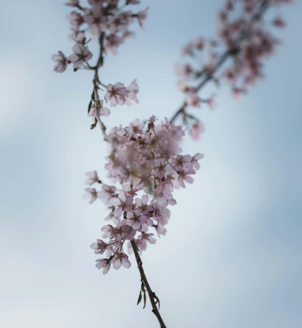 flowers blossoming over head on a clear day