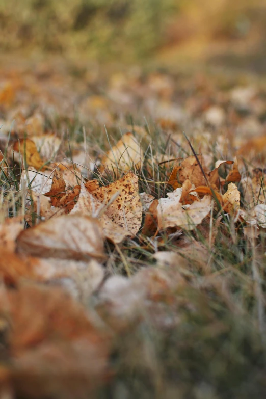 a close up po of leaves and grass