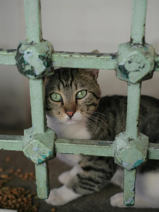 a cat is peaking out from behind an old painted green gate