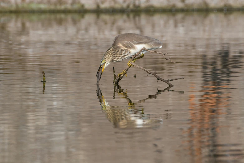 a bird eating a stick that is floating in the water