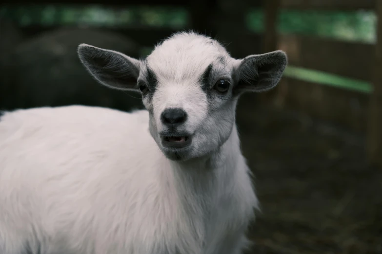 a white sheep is standing outside with its mouth open