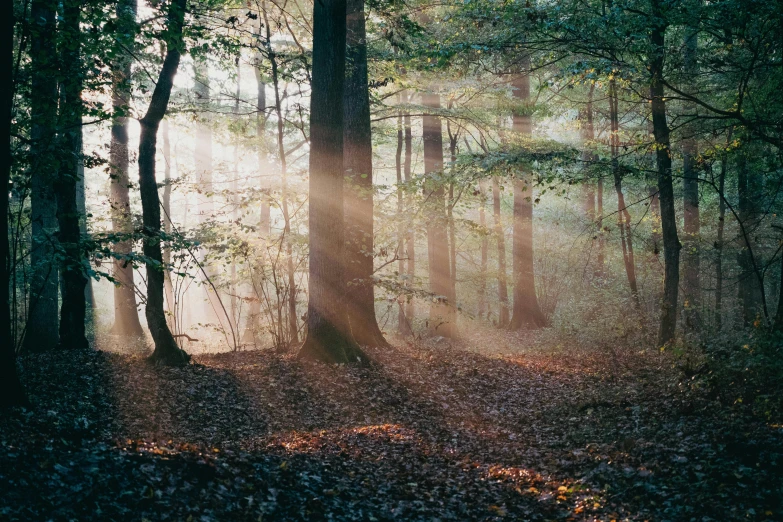 sunlight shining through the fog in the forest