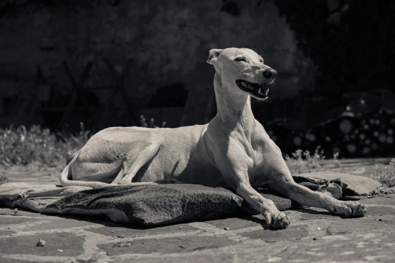 a dog laying on the ground while licking his tongue