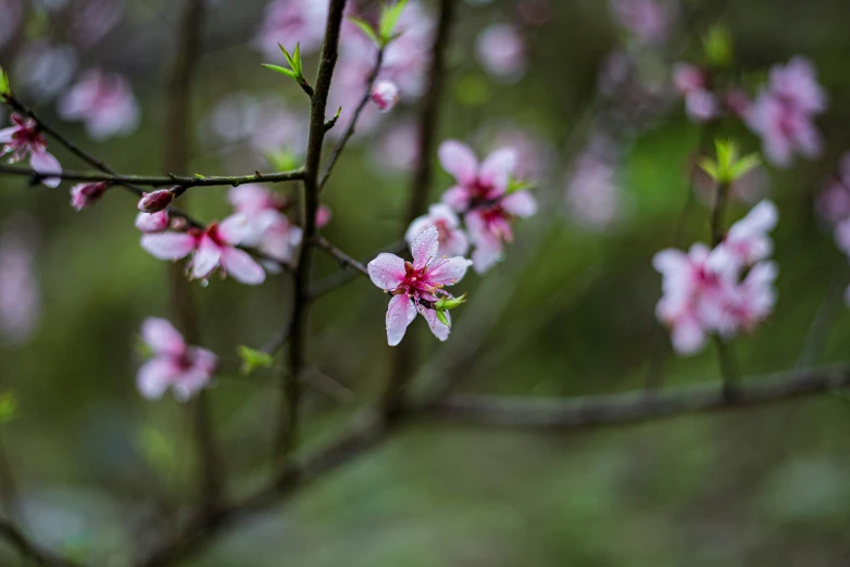 a small tree nch with some pink flowers