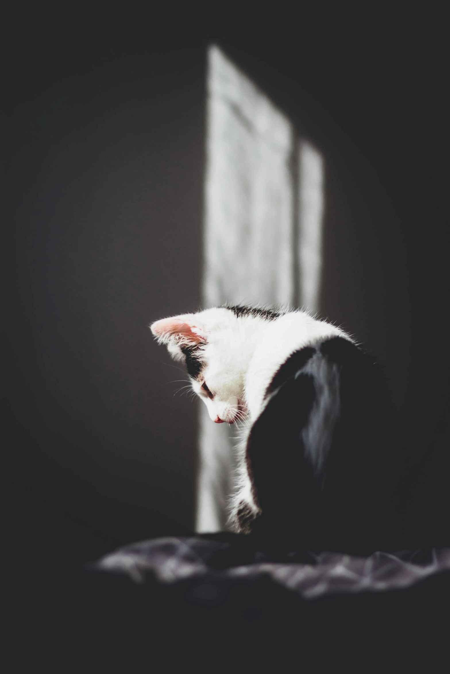 a cat staring down from its bed and window