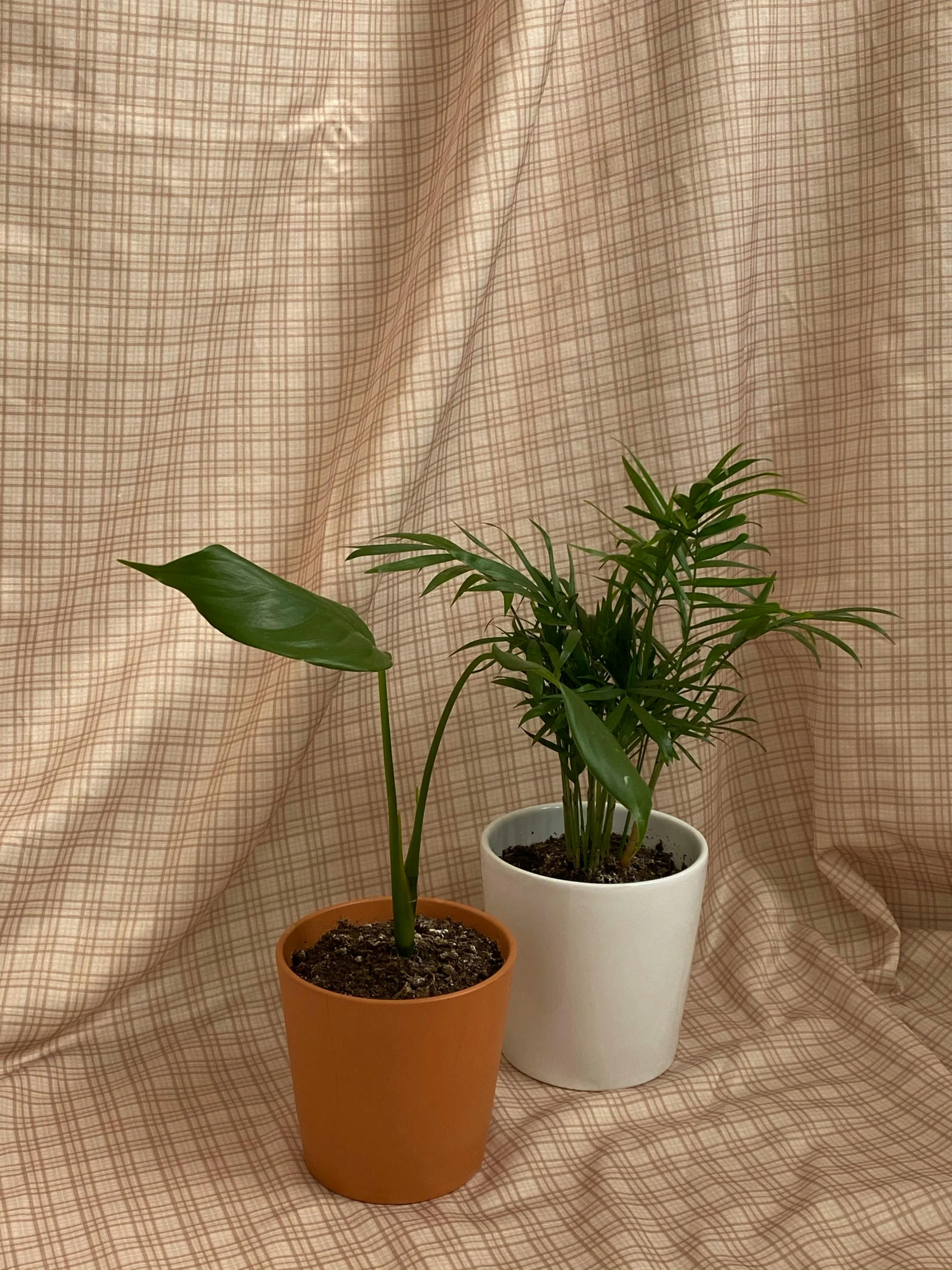 two potted plants sitting side by side