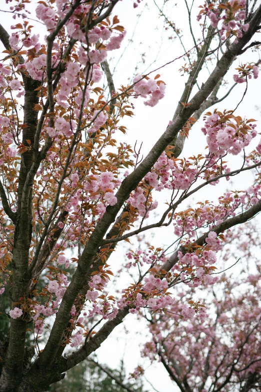 a person in a black jacket walks on the sidewalk next to the tree