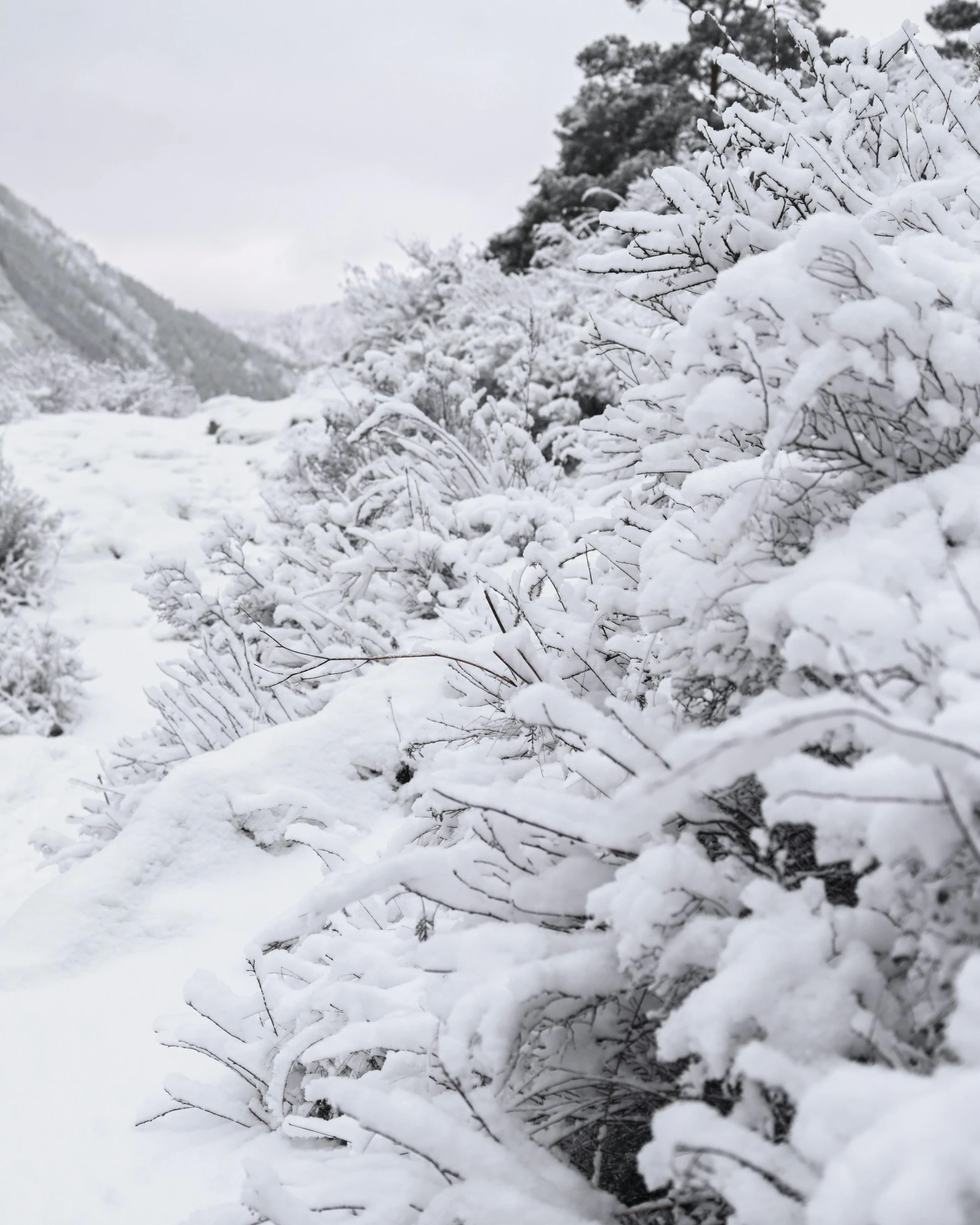 snow covers a bush along the side of a snowy hill