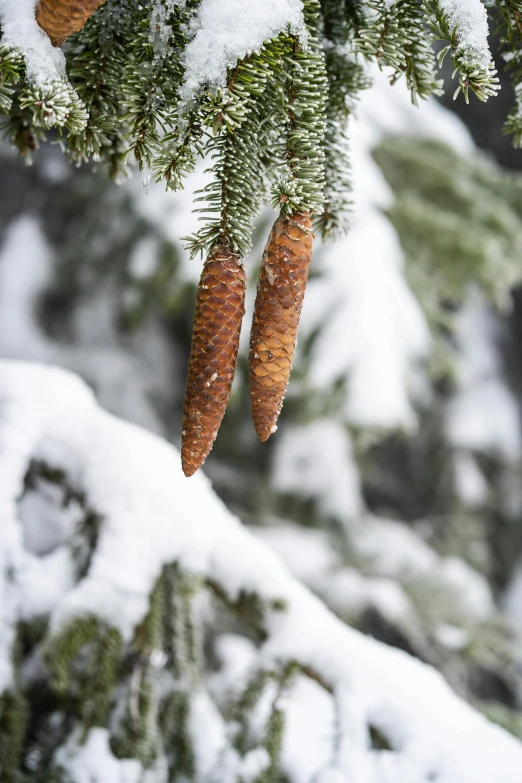 a couple of small pine cones hanging from a tree