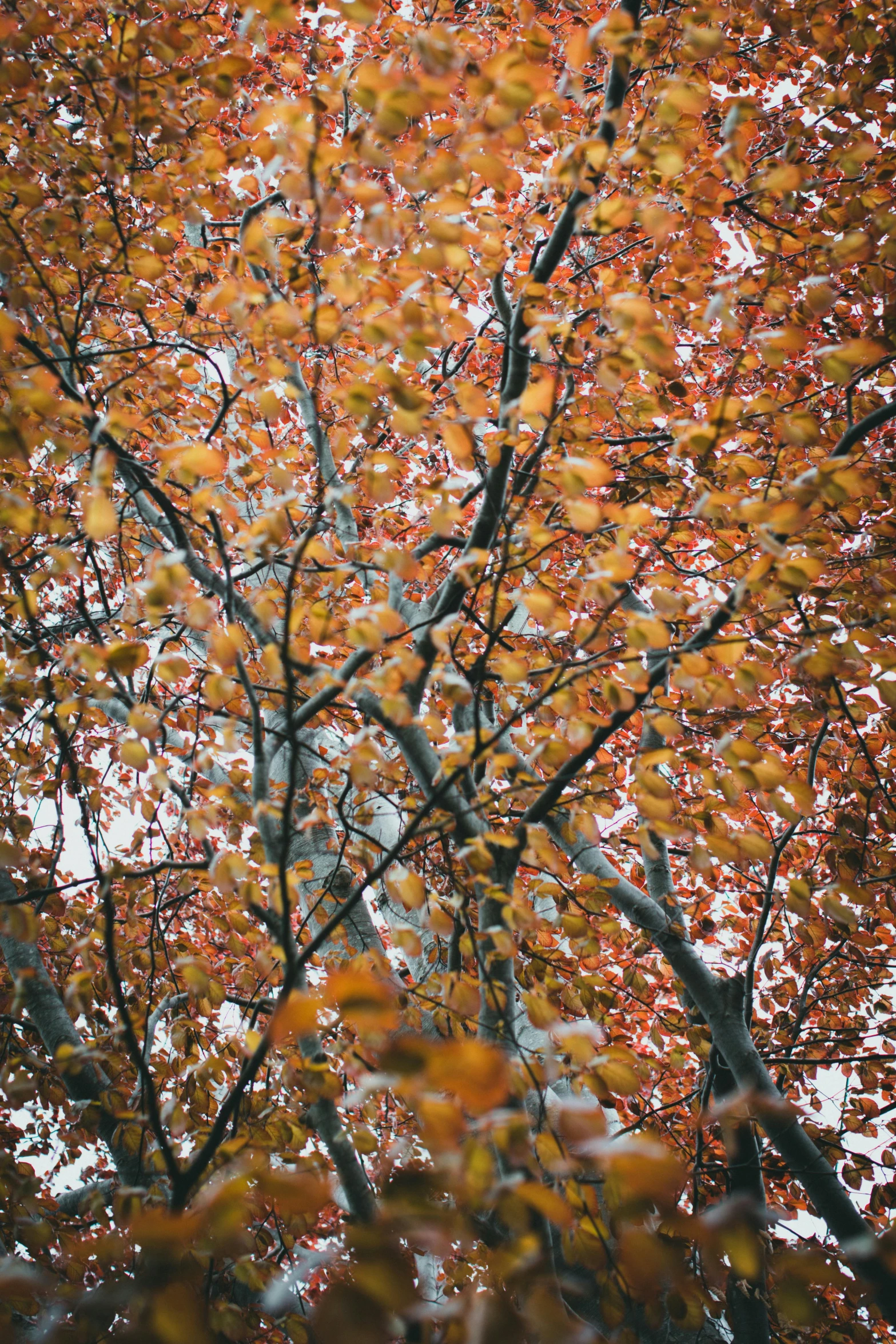 an image of autumn trees in the wind