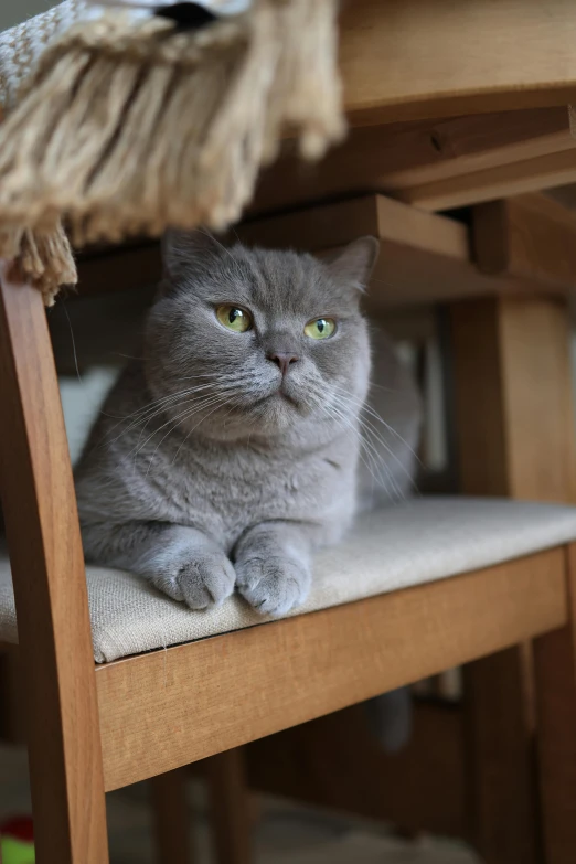 a cat sits in the center of the chair looking intently at soing