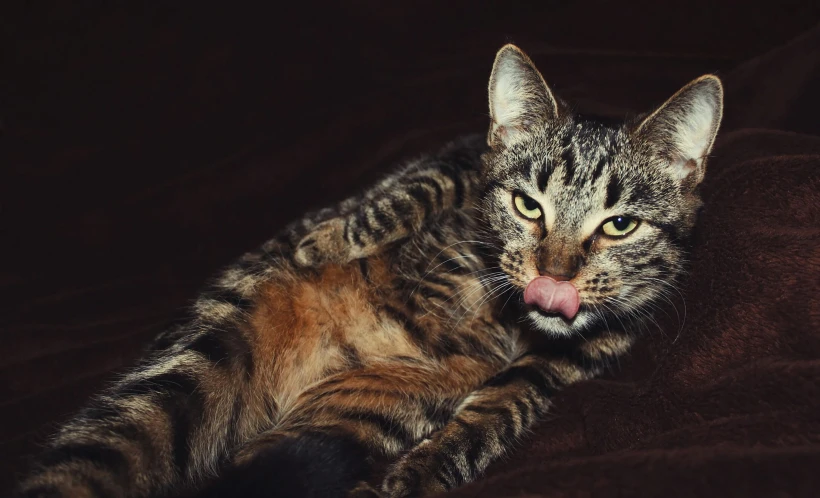 a small cat that is laying down with a pink tongue