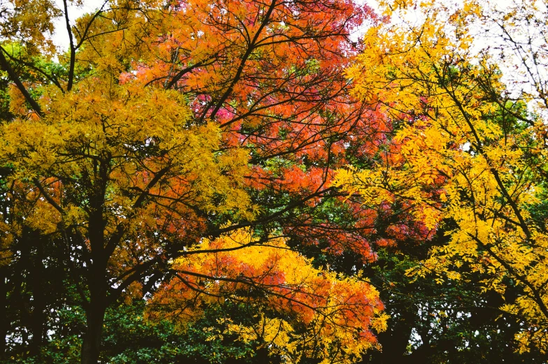 colorful trees all along a trail in the autumn