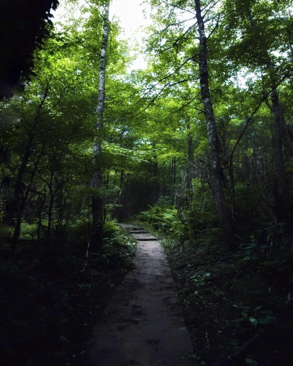 an image of a trail running through the woods