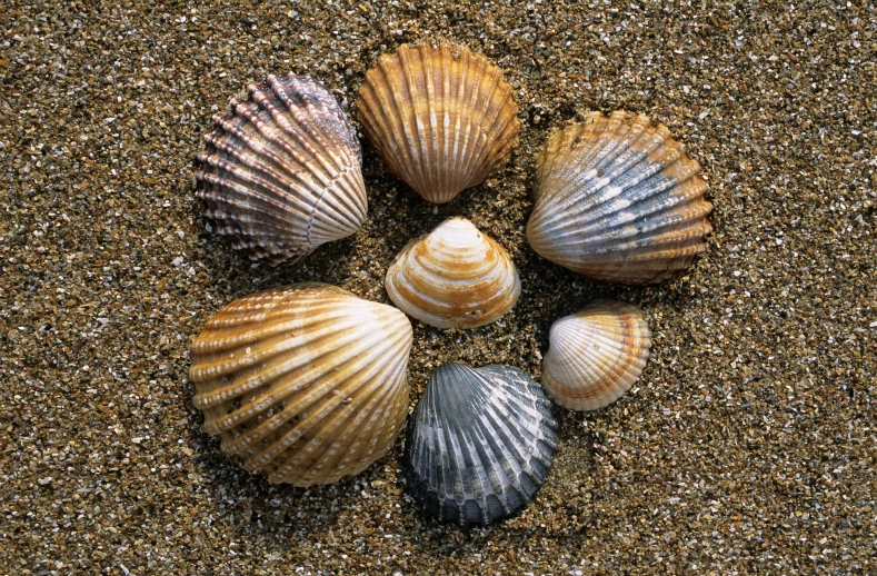 four seashells lay on the sand with their shadows cast upon them