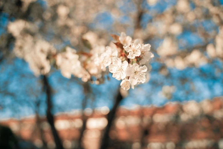 a white flower on some trees by a building