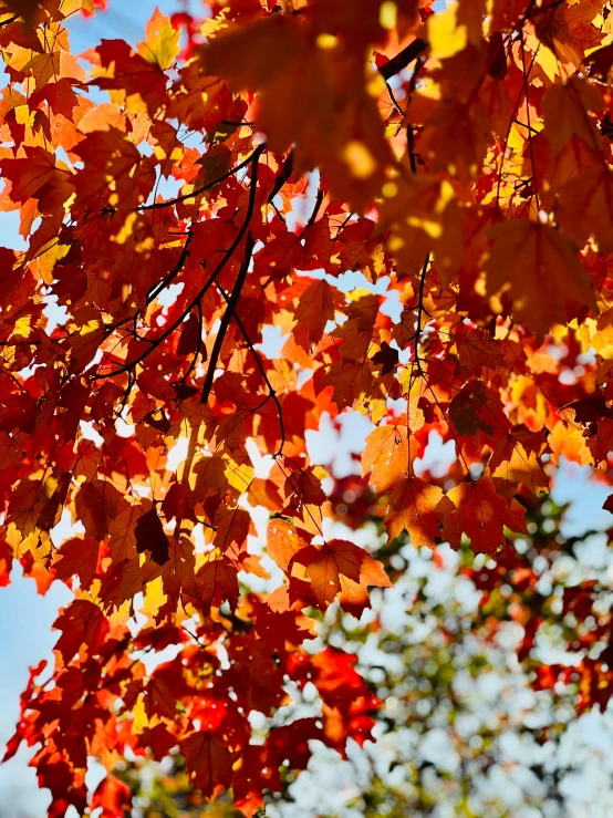 red and orange leaves are on the nches