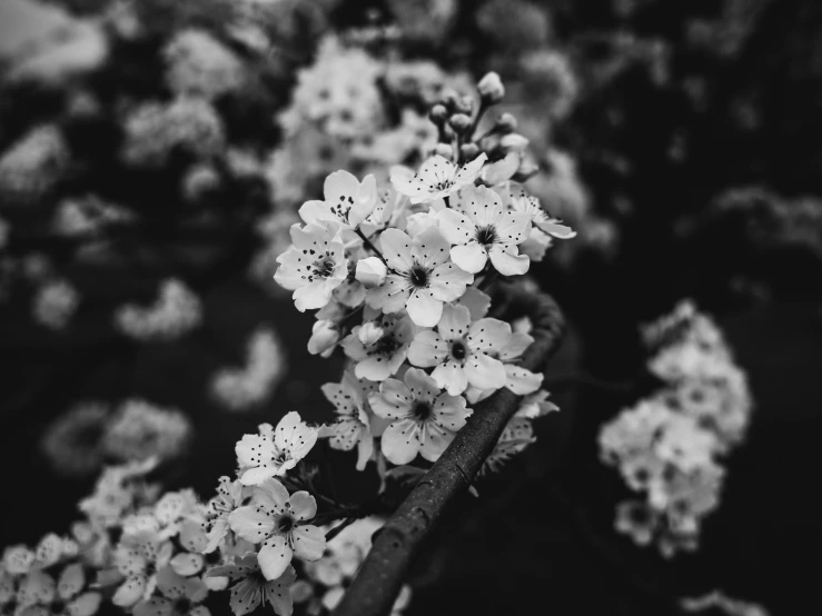 some white flowers growing out of a nch