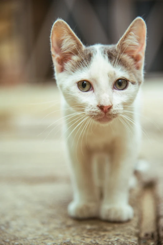 a gray and white kitten staring at the camera