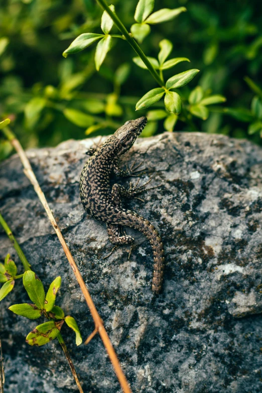 a lizard is standing on top of a rock