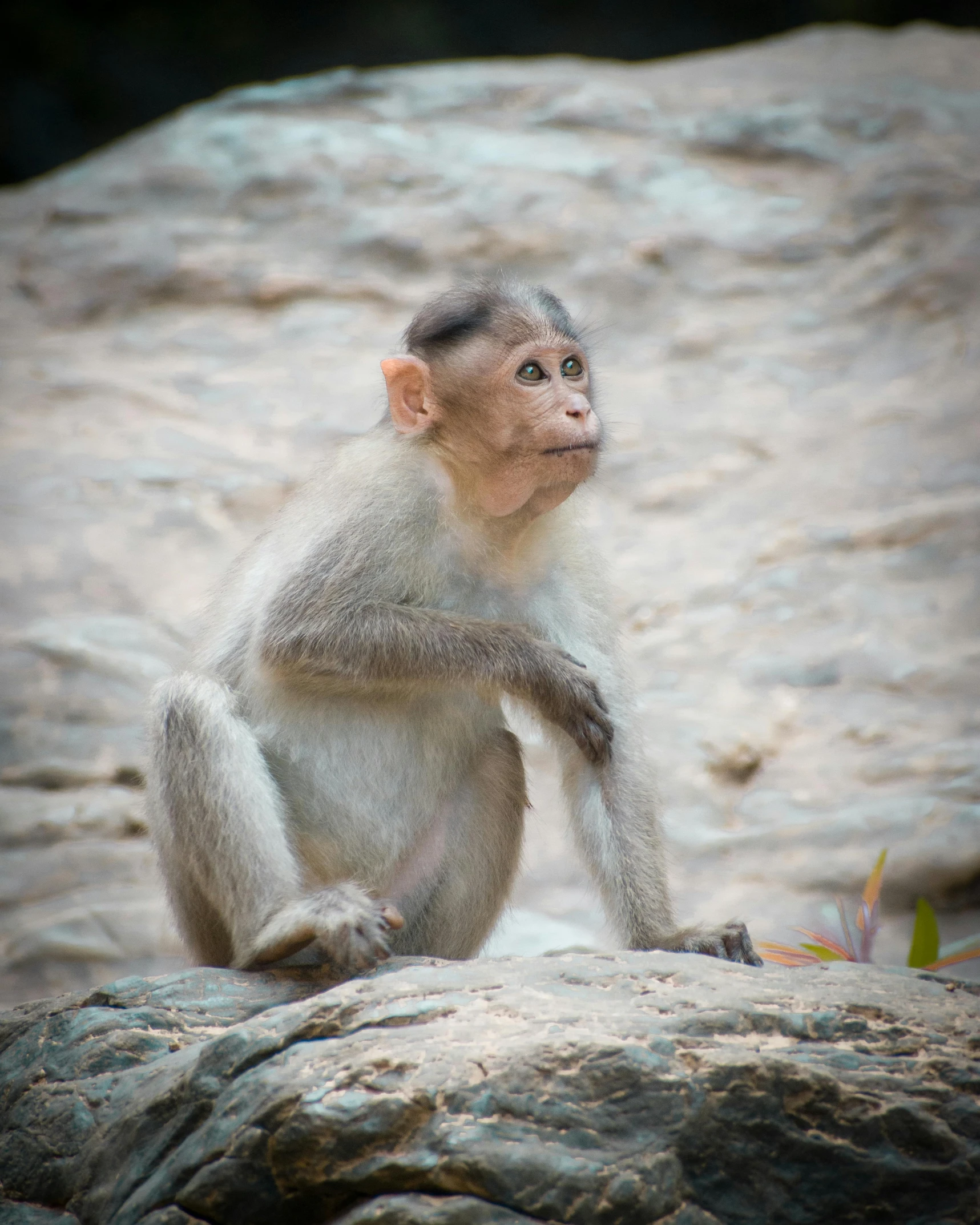 a monkey is sitting on a rock staring to the side