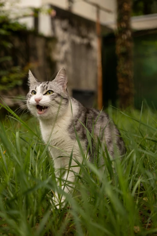 a cat in the middle of tall grass looking at soing