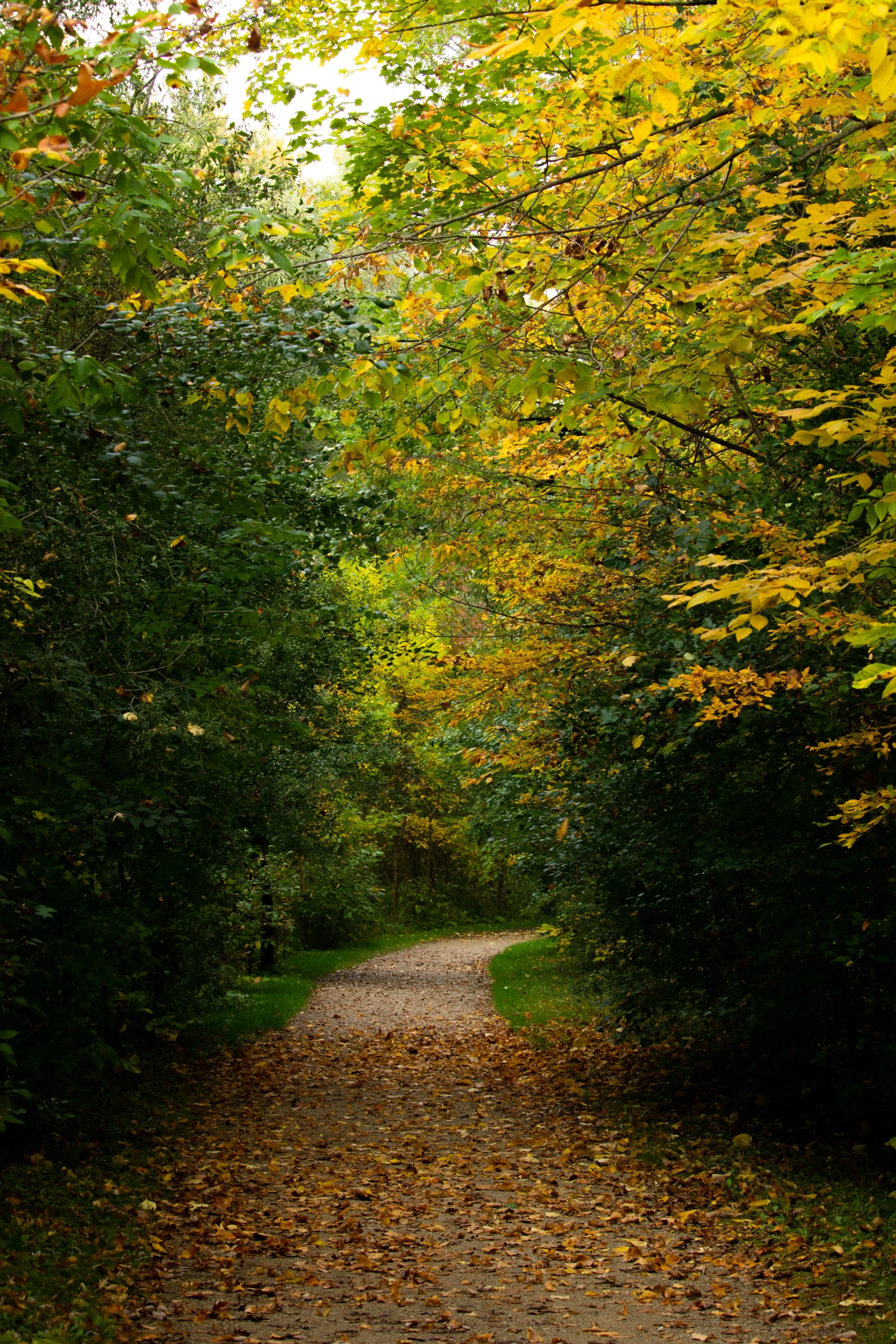 the path is lined with trees and leaves