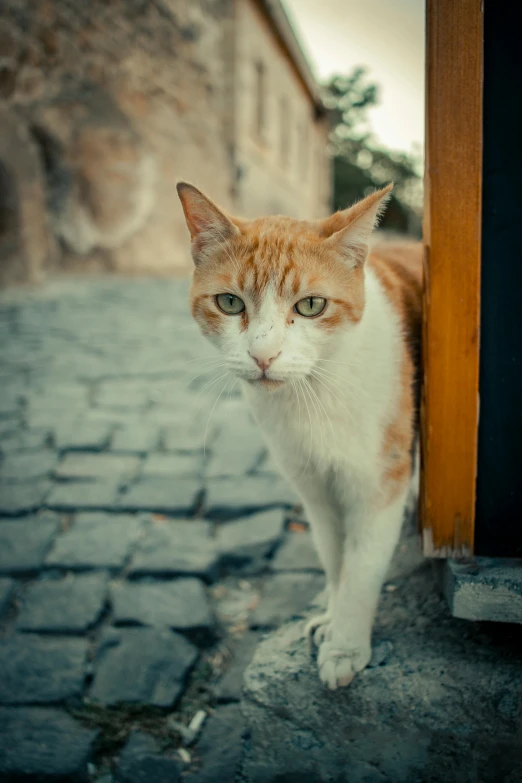 a cat standing next to a door on a cobblestone street