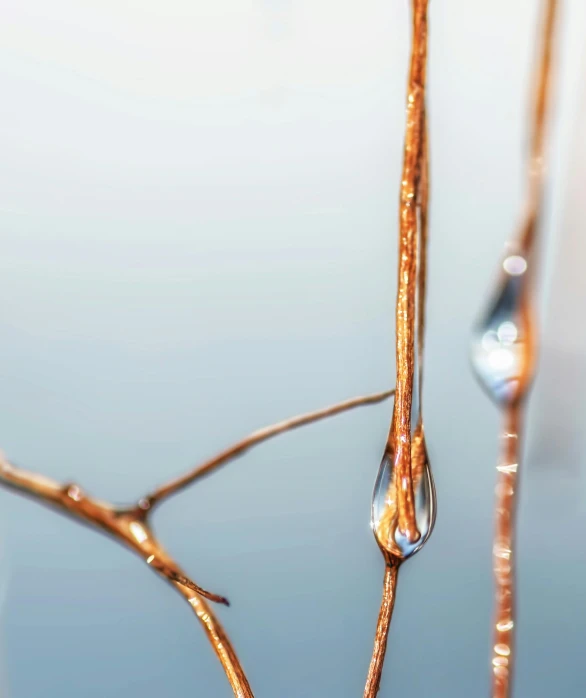 drops of water on the surface of leaves