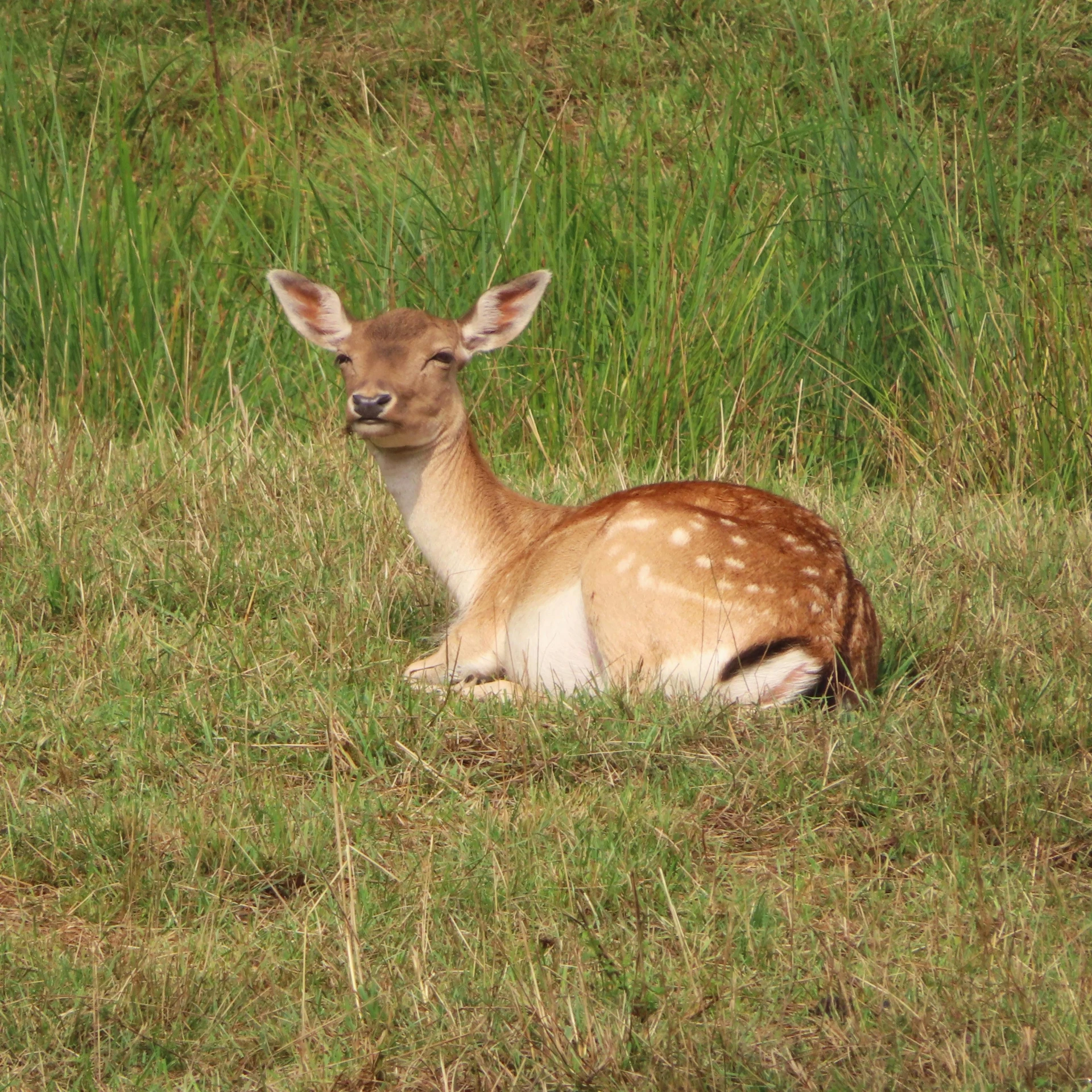 the small fawn is laying down in the grass