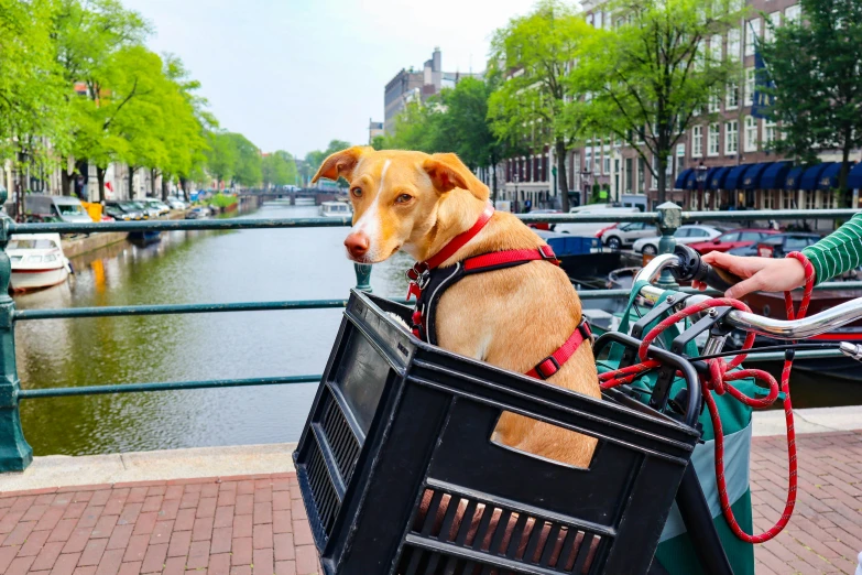 a dog sits in the basket of a bike on a street