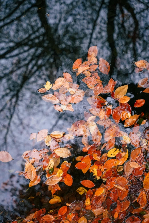 leaves floating in water by some trees