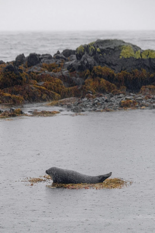 an animal in the middle of some water near the shore