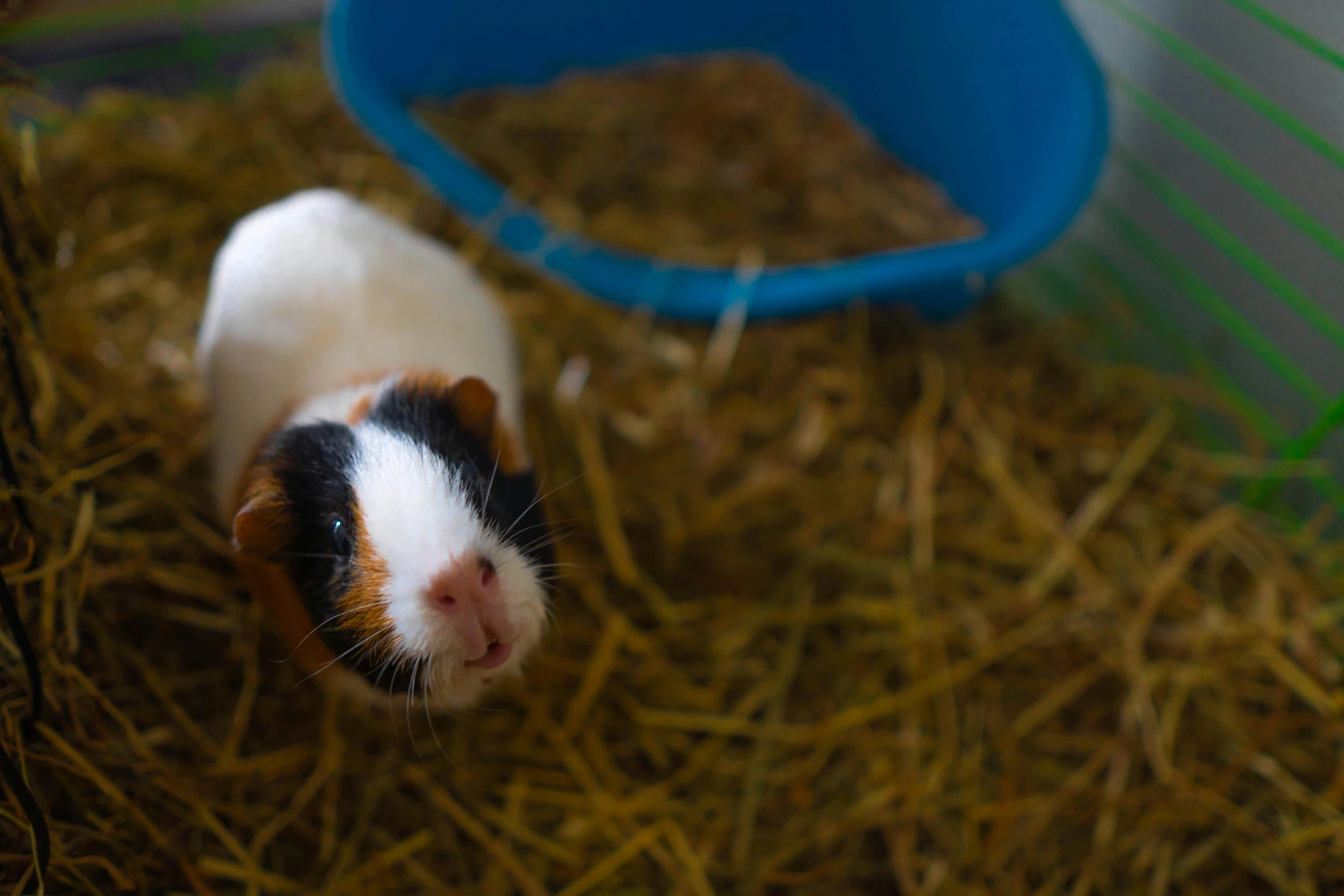 a brown and white bunny inside a cage