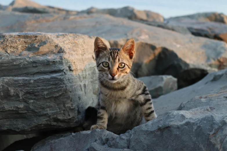 a small, striped cat sits in between rocks